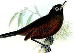 Blue-lored Antbird