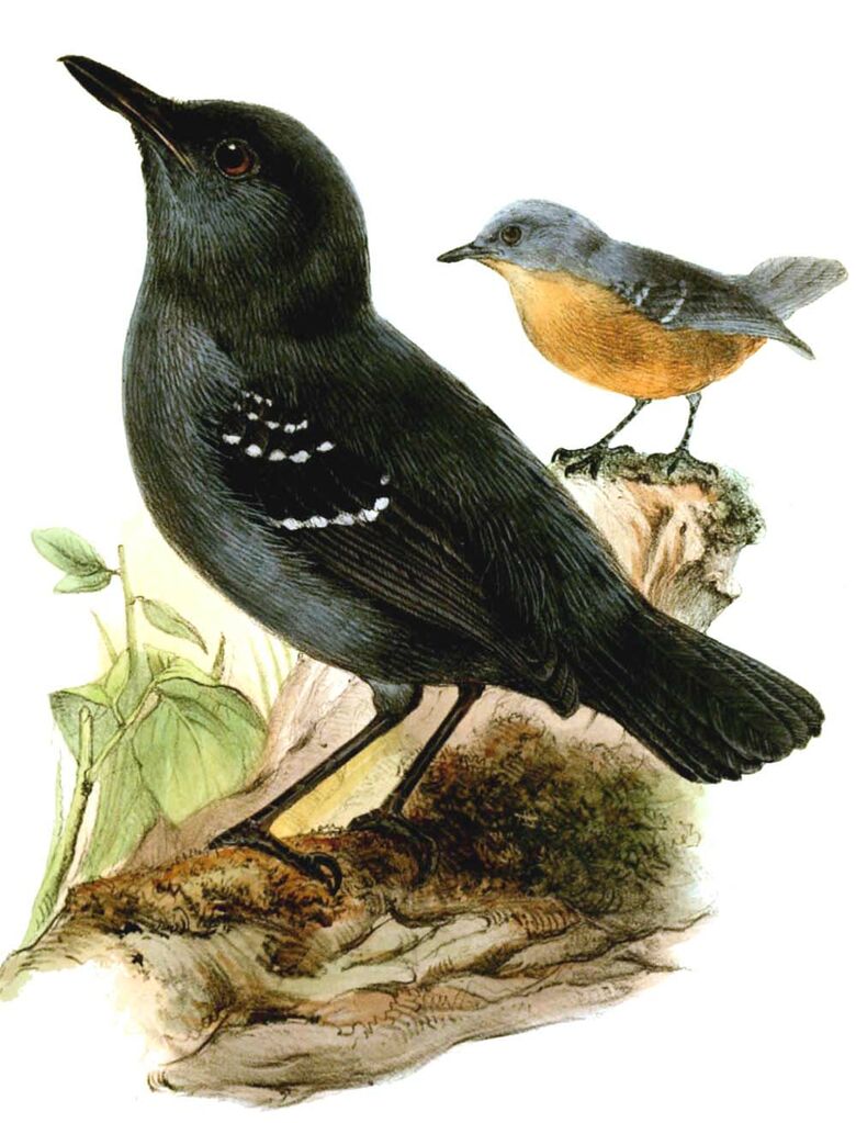 Plumbeous Antbird