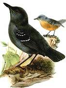 Plumbeous Antbird