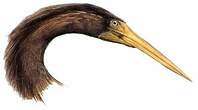 Anhinga roux