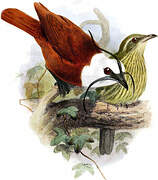 Three-wattled Bellbird