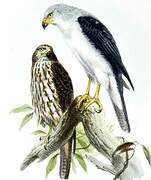 Grey-headed Goshawk