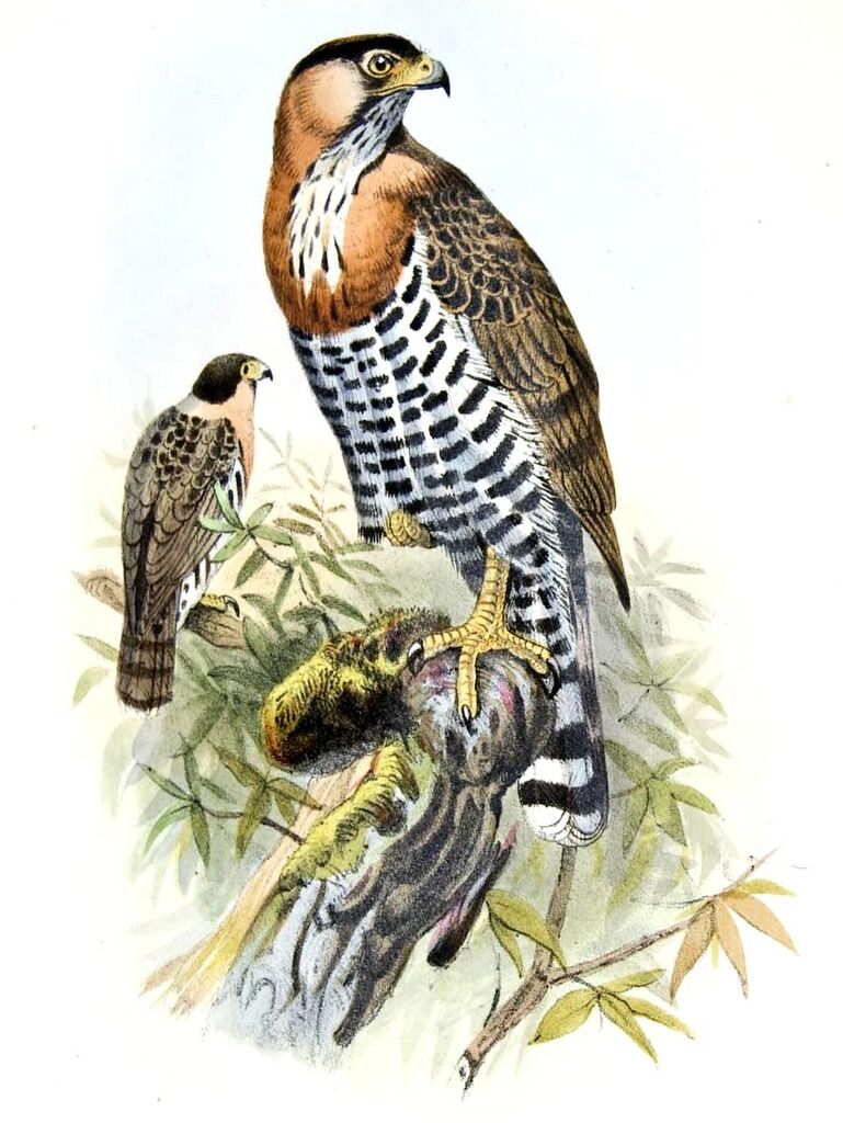 Grey-bellied Hawk