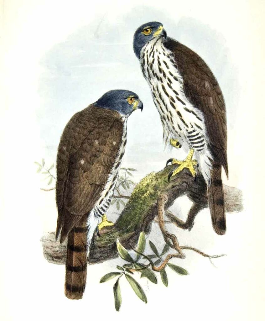 Sulawesi Goshawk