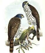 Sulawesi Goshawk