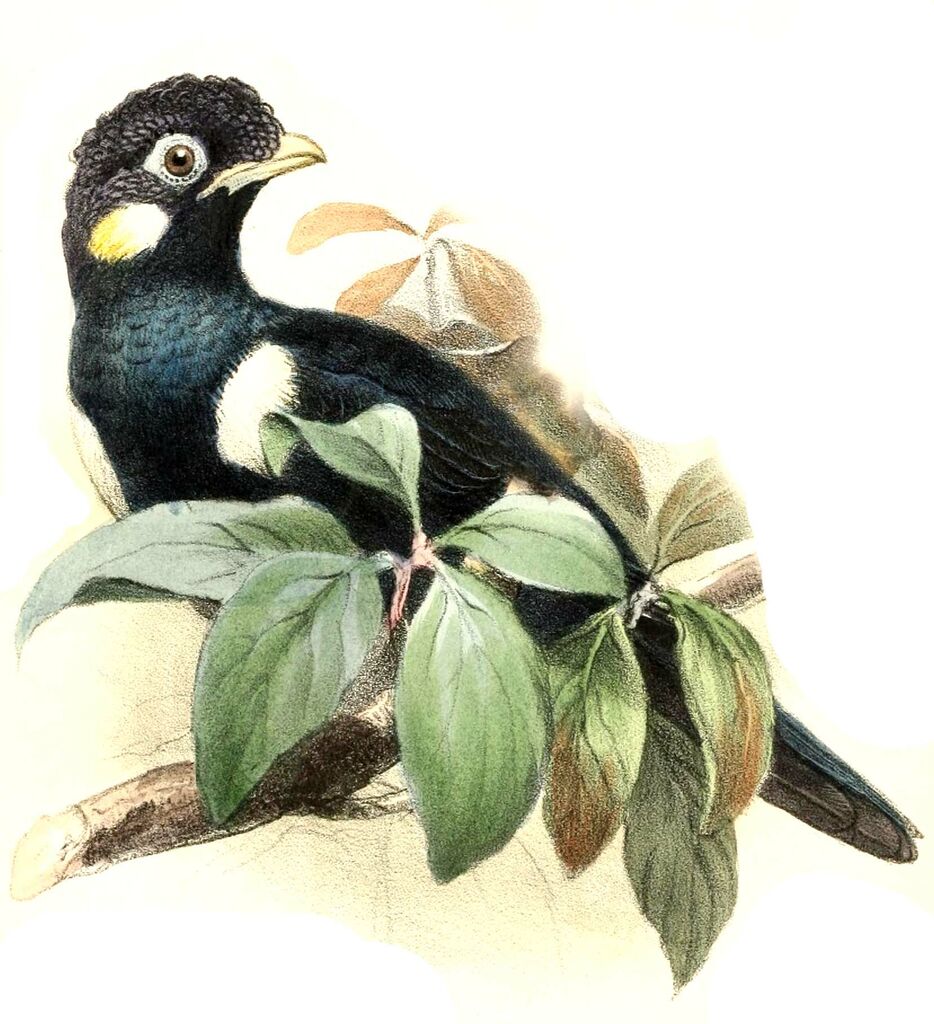 Sulawesi Myna