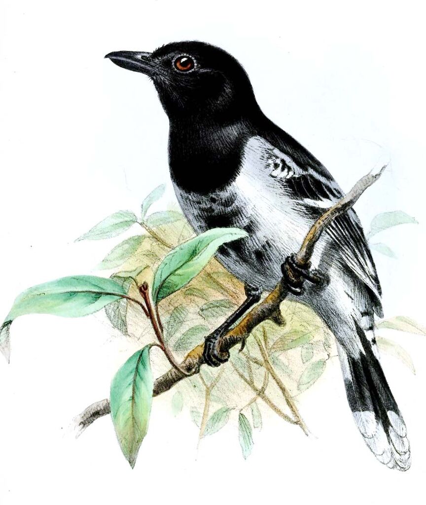 Black-backed Antshrike