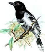 Black-backed Antshrike