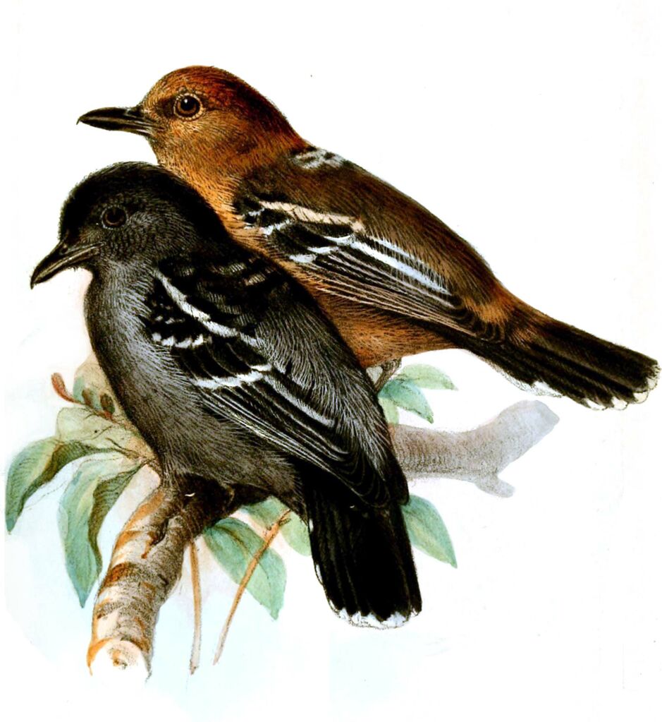 Amazonian Antshrike