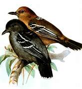 Amazonian Antshrike