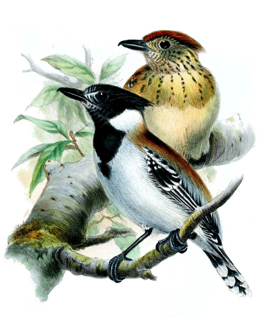 Black-crested Antshrike