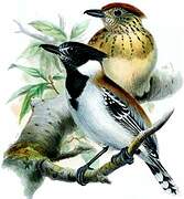 Black-crested Antshrike