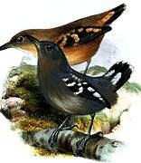 Pearly Antshrike