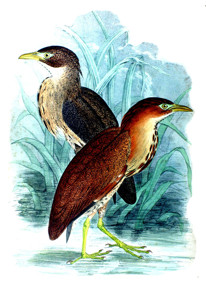 Japanese Night Heron, identification