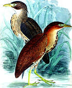 Japanese Night Heron