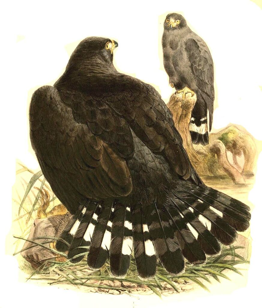 Zone-tailed Hawk