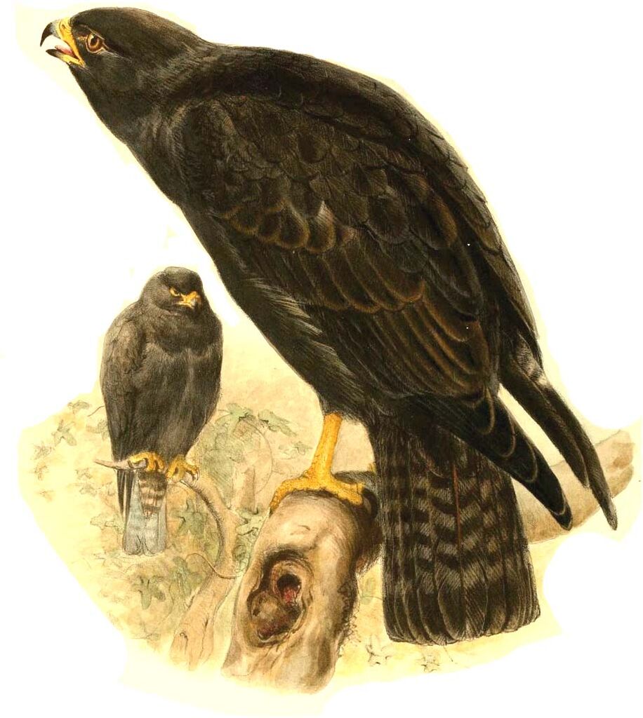 Short-tailed Hawk