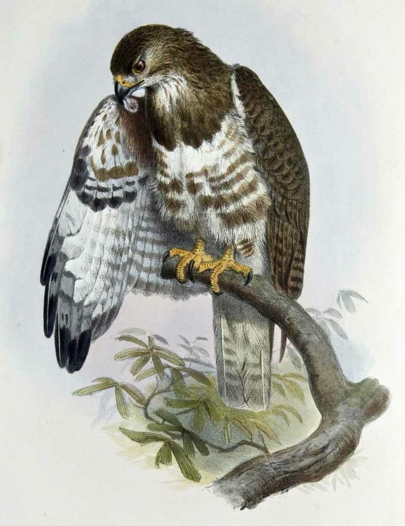 Madagascar Buzzard