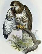 Madagascar Buzzard