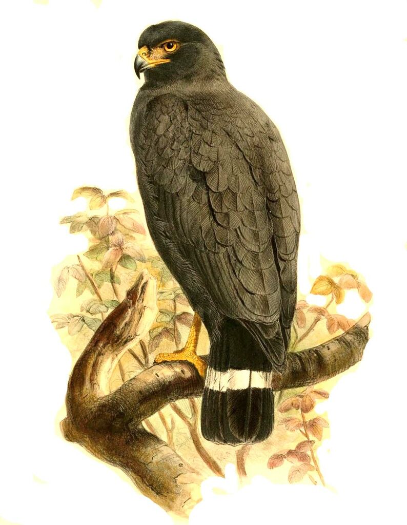 Great Black Hawk