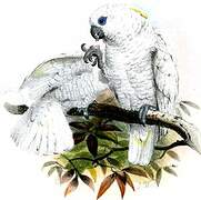 Solomons Corella