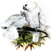 Solomons Cockatoo