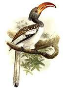 Monteiro's Hornbill