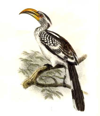 Southern Yellow-billed Hornbill