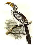 Southern Yellow-billed Hornbill