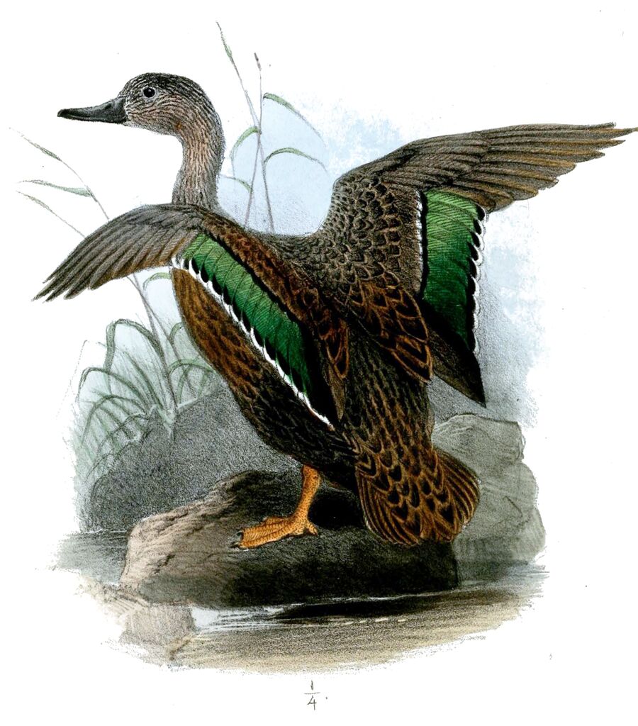 Meller's Duck