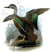 Meller's Duck