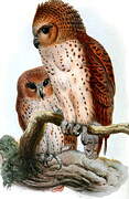 Pel's Fishing Owl