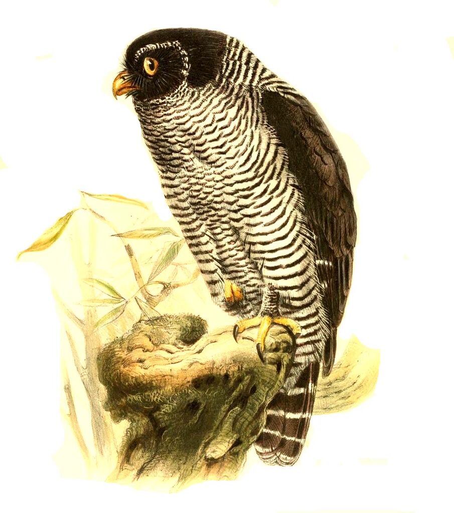 Black-and-white Owl