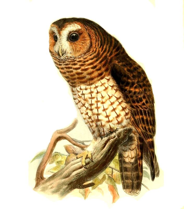 Rufous-banded Owl