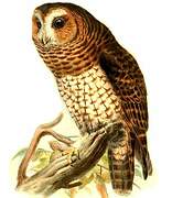 Rufous-banded Owl