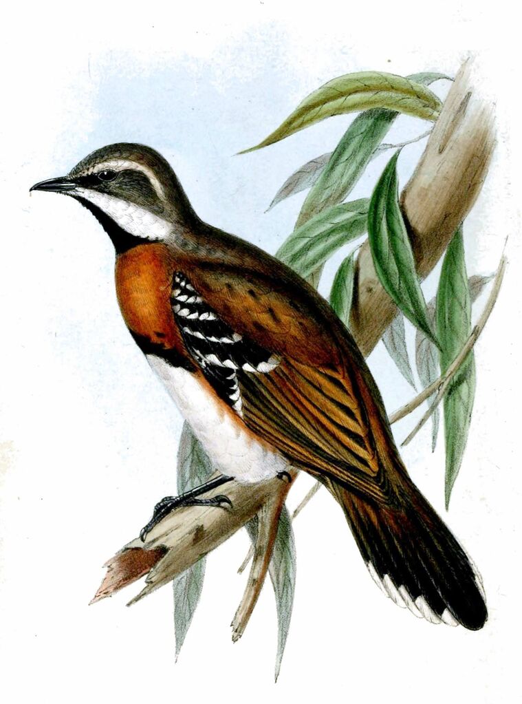 Chestnut-breasted Quail-thrush