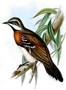 Chestnut-breasted Quail-thrush