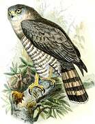 Southern Banded Snake Eagle