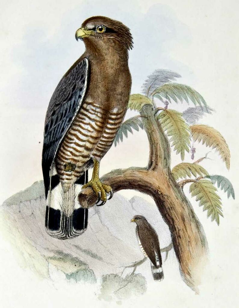 Western Banded Snake Eagle