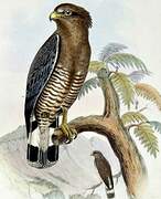 Western Banded Snake Eagle