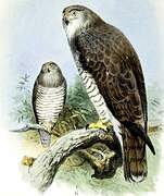 Beaudouin's Snake Eagle