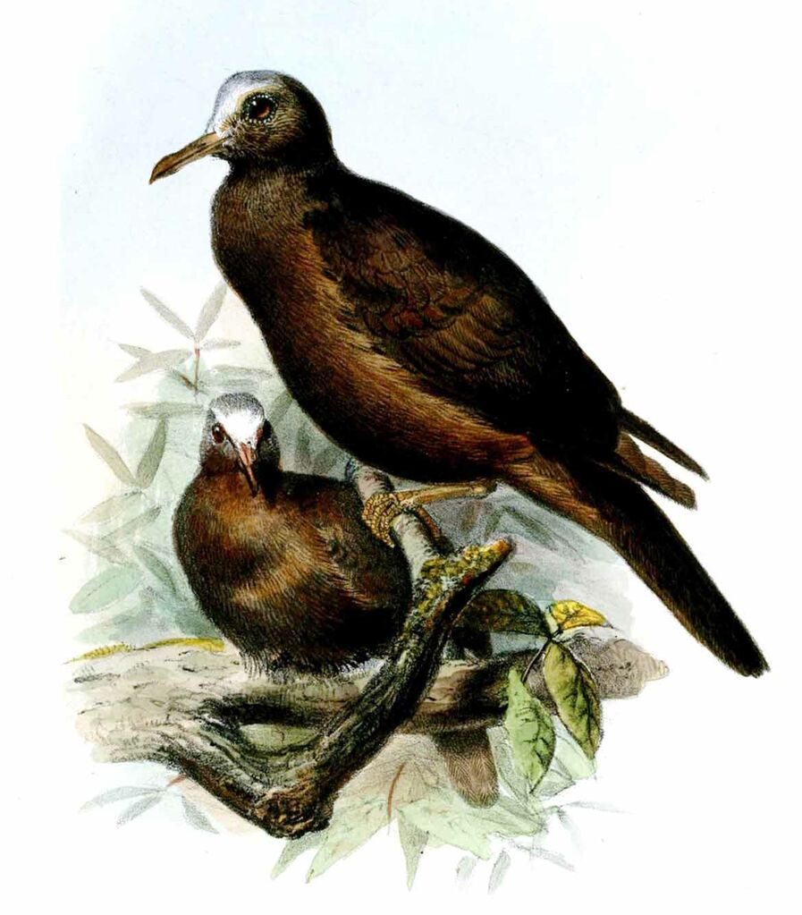 New Guinea Bronzewing