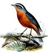 White-browed Conebill