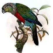 Crimson-bellied Parakeet