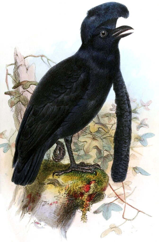 Long-wattled Umbrellabird