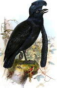 Long-wattled Umbrellabird