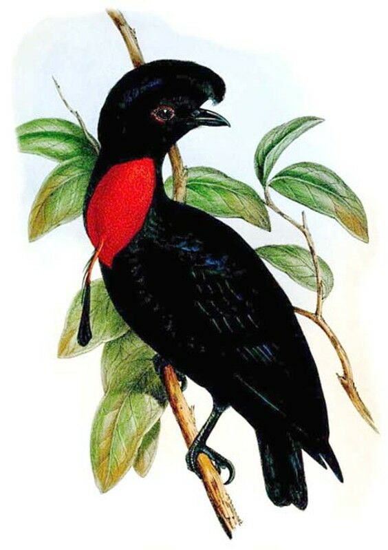 Bare-necked Umbrellabird