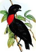 Bare-necked Umbrellabird