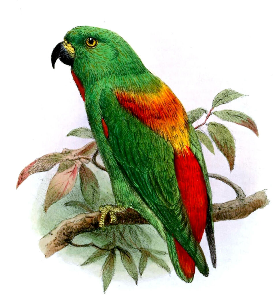 Moluccan Hanging Parrot