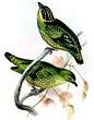 Cotinga écaillé